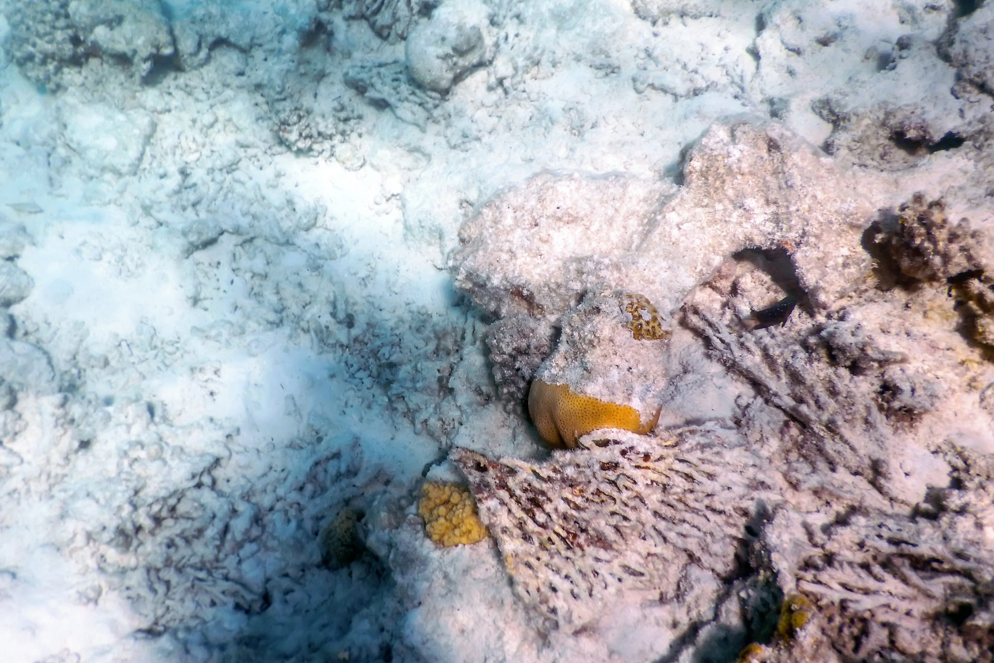 Мертвые кораллы. Окисление океана. Мертвые кораллы фото. Окисление океана картинки. Разрушаем океан