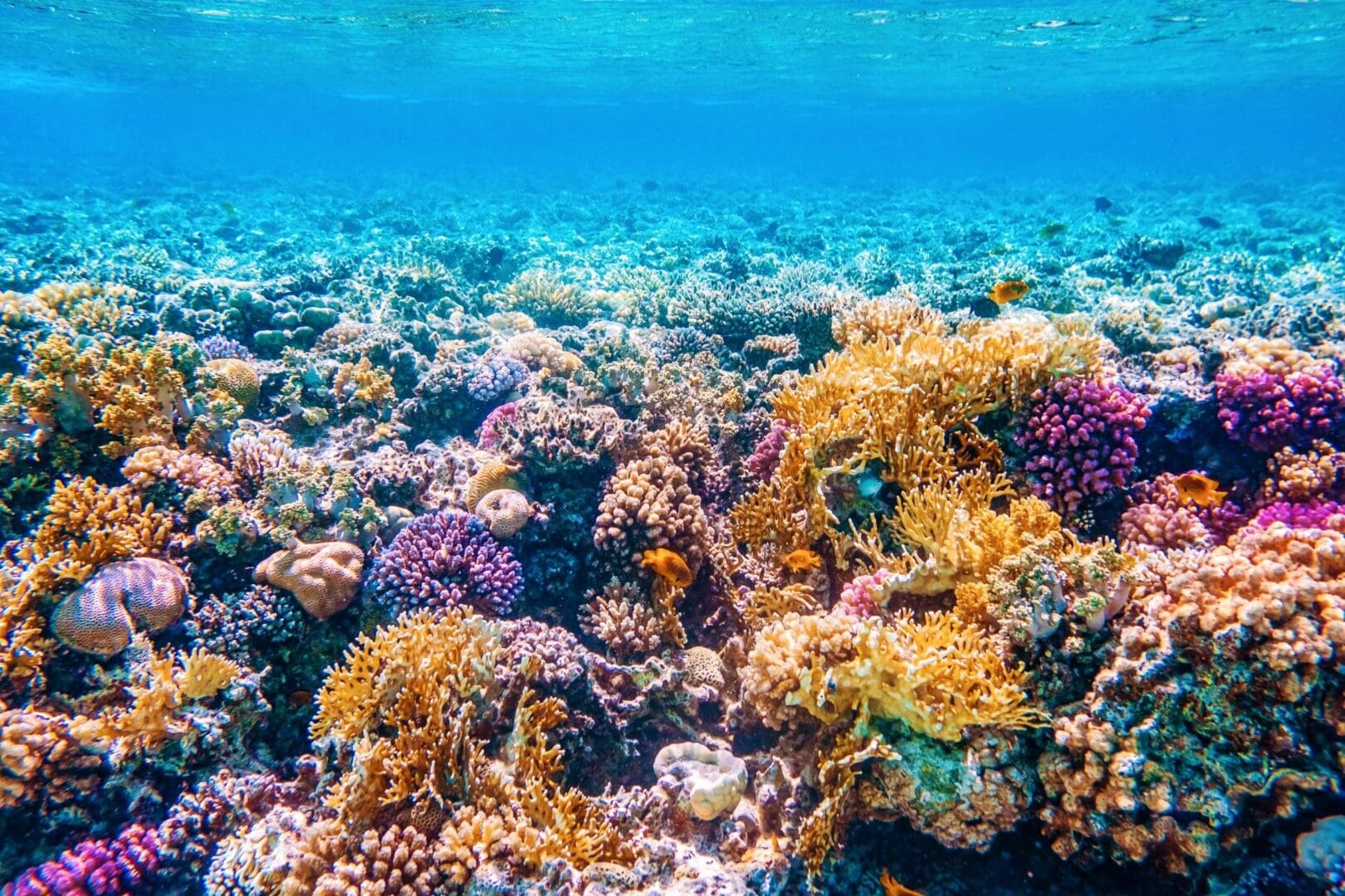 World Reef Fish Recognizing World Reef Awareness Day | Koncept Carma