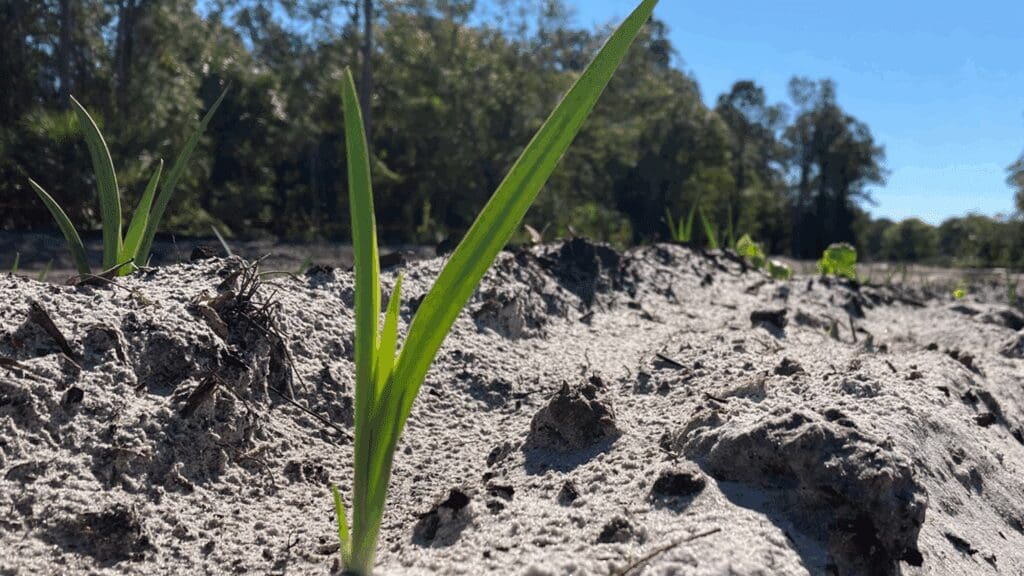A young green plant sprouting from dry, cracked soil under a sunny sky.