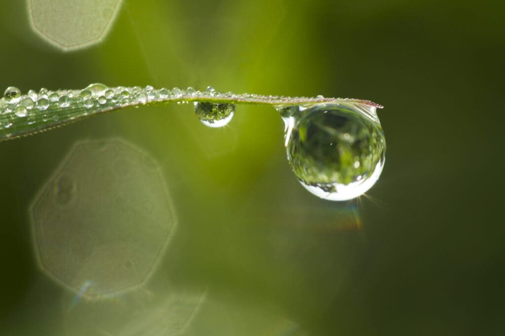 A droplet of water hanging from a green leaf tip, reflecting the surroundings.