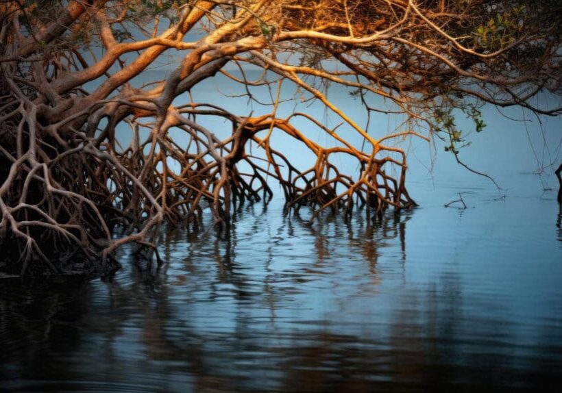 Sunlight filters through mangrove roots reflecting on calm water.