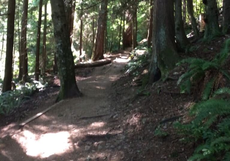 A serene forest trail winding through tall trees and lush greenery.