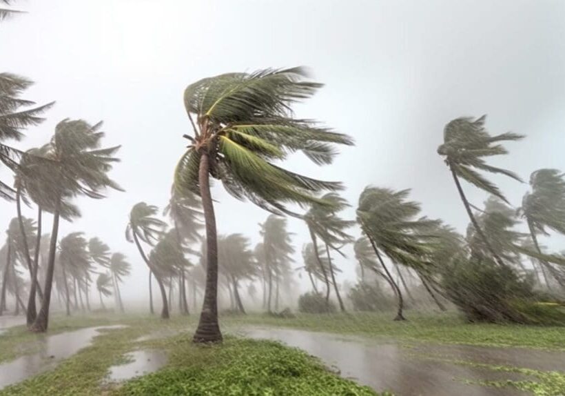 Palm trees bending in strong hurricane winds during a storm.