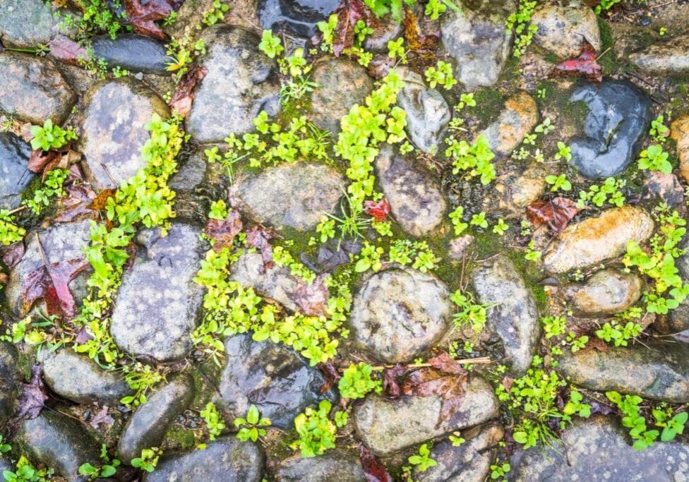 Green plants growing between cobblestone pavement.