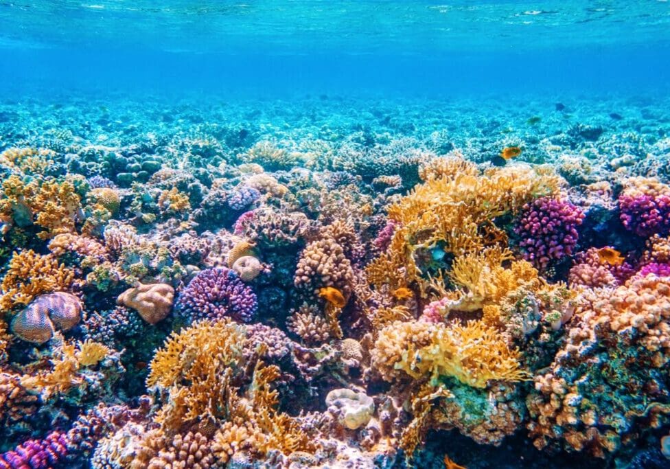 Colorful coral reef teeming with diverse marine life underwater.