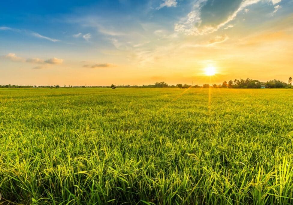 Sunset over a vast green field under a partly cloudy sky.