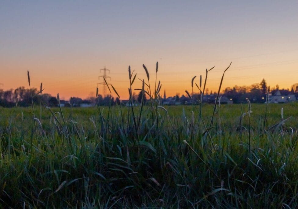 Sunset over a grassy field with tall plants in the foreground.