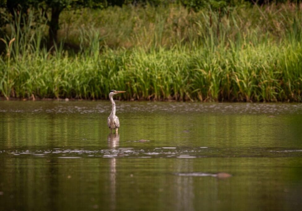 A heron standing in shallow water near tall grasses.