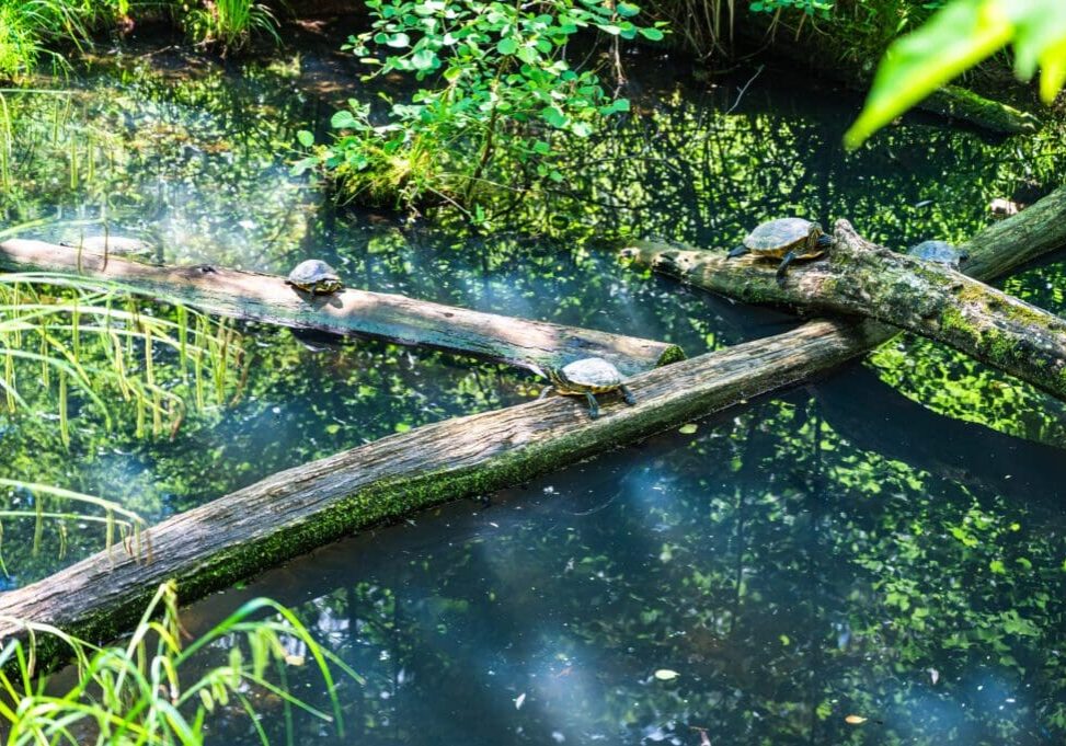 beautiful-shot-turtles-wooden-bridge-pond-scaled