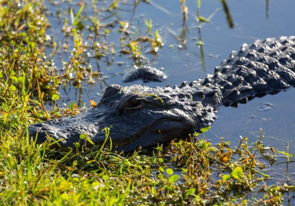 An alligator resting in shallow water among green vegetation.
