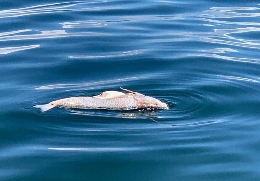 A dead fish floating on calm ocean water.