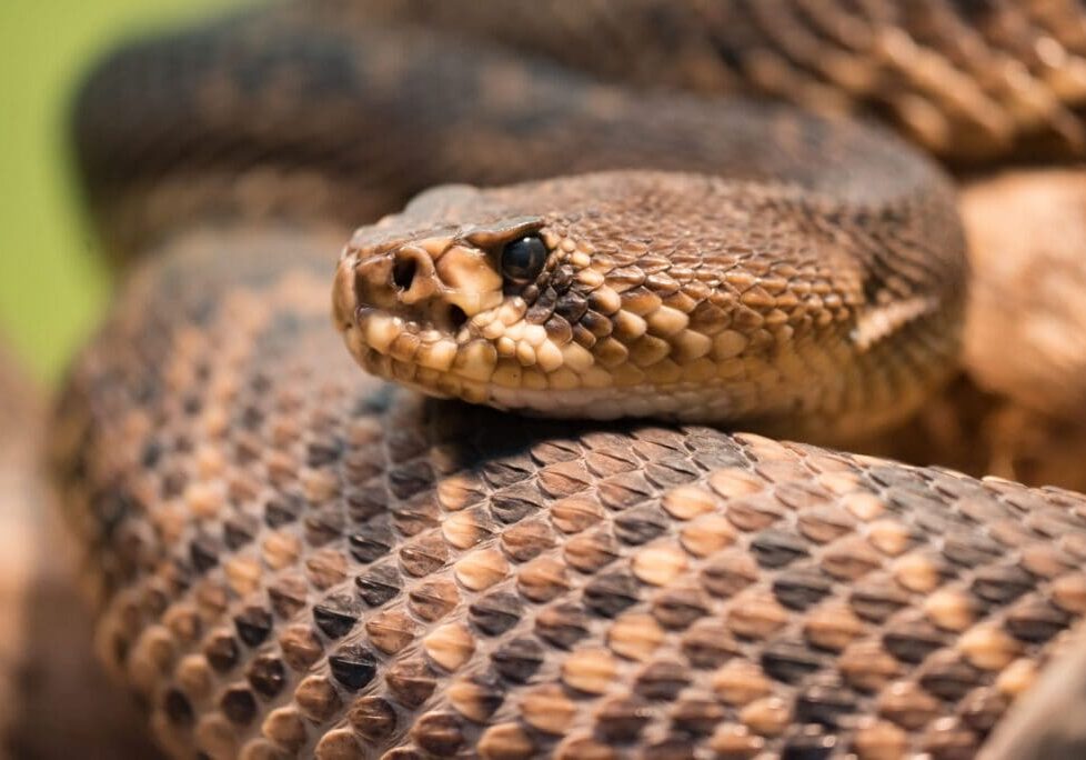 Close-up of a coiled rattlesnake with detailed scales.