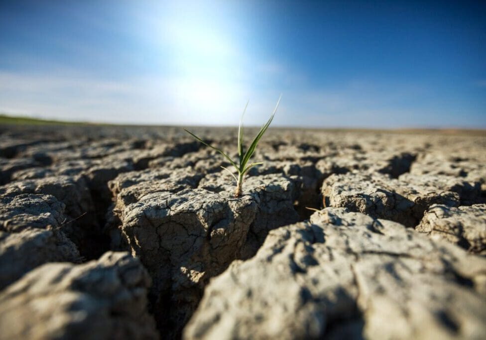A single green plant growing through cracked dry soil under a clear blue sky.