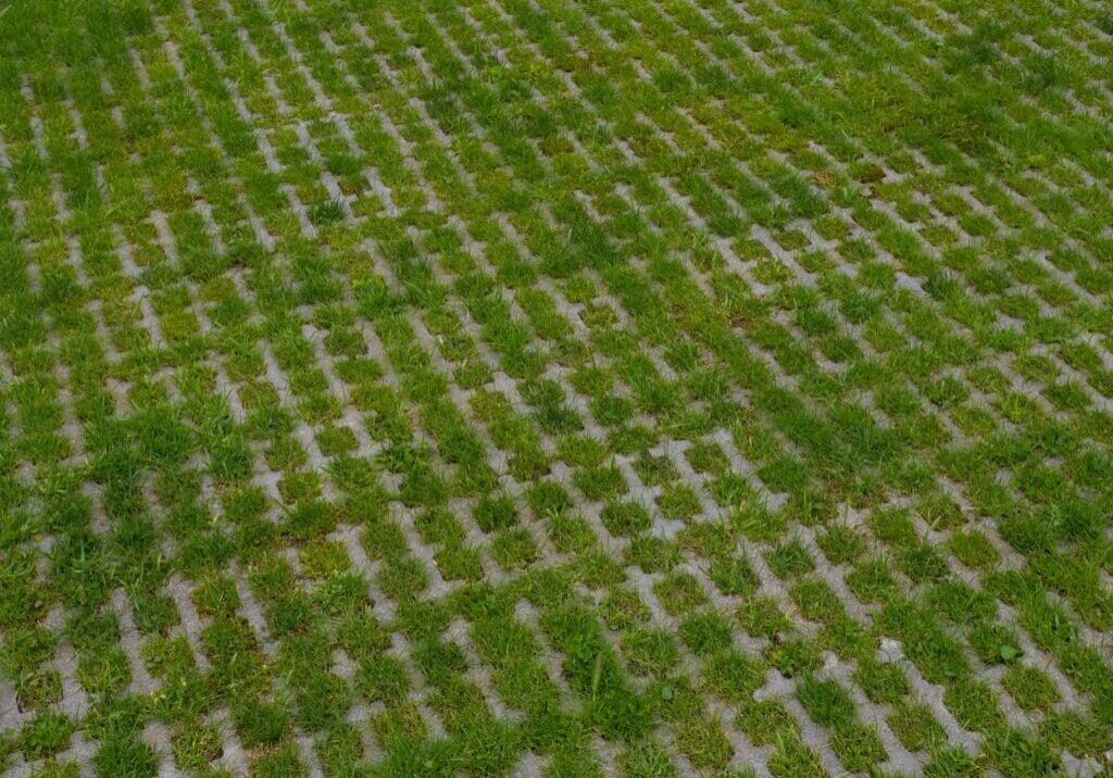 Grass growing between concrete grid pavers on a driveway or parking area.