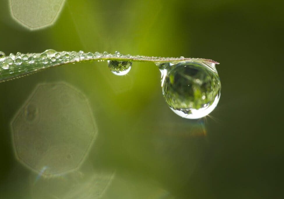 fresh-green-grass-with-dew-drops-closeup-nature-background-scaled