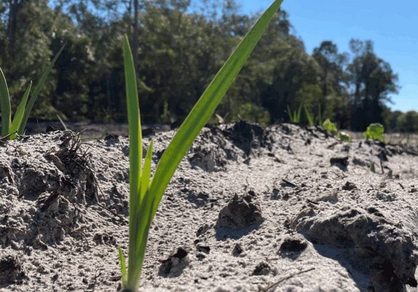 A young green plant sprouting from dry, cracked soil under a sunny sky.