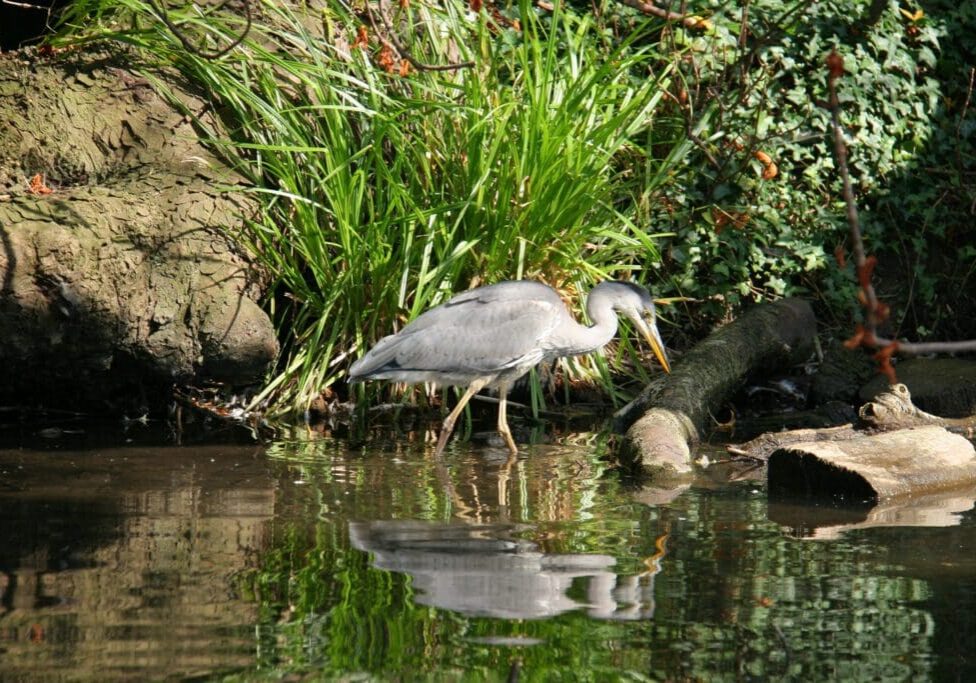A heron stands by a pond surrounded by greenery and rocks.