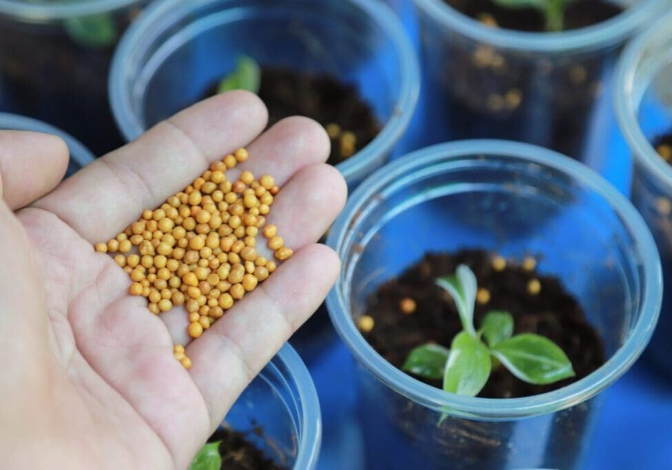 Hand holding seeds above small plant pots for gardening.