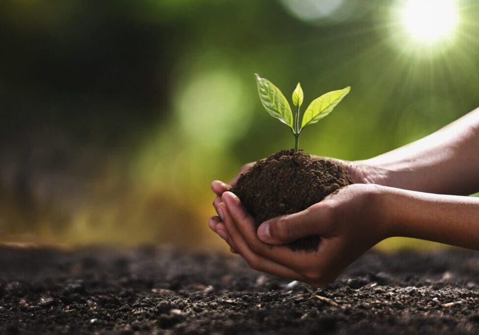 Hands holding soil with a small green plant sprouting.