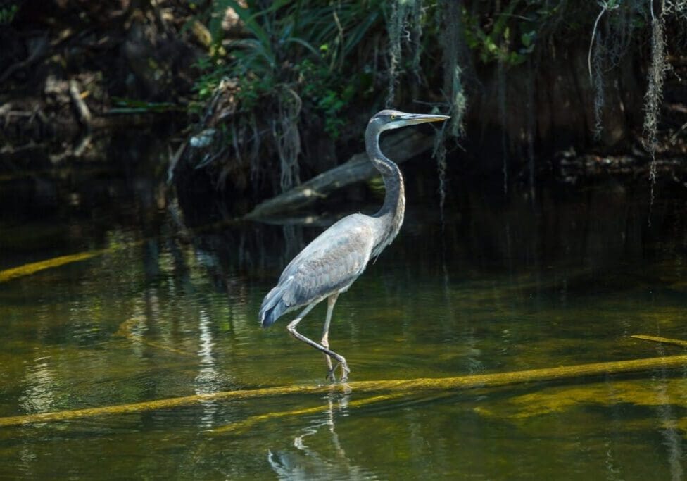 A heron standing in shallow water near a forested area.