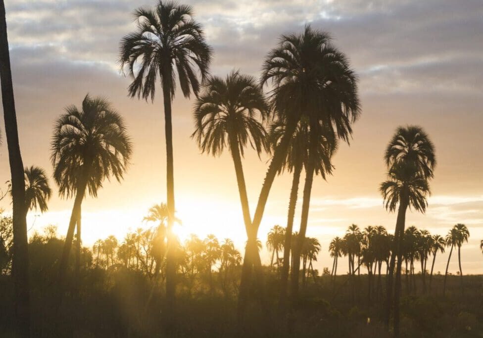 Palm trees silhouetted against a golden sunset sky.