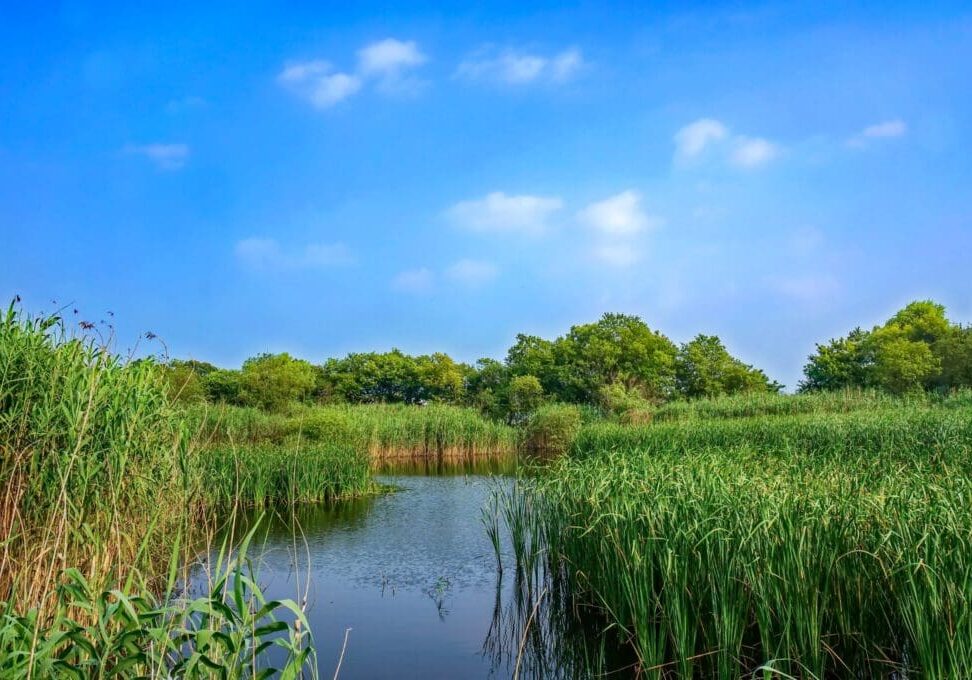 A peaceful wetland scene with lush greenery under a bright blue sky.