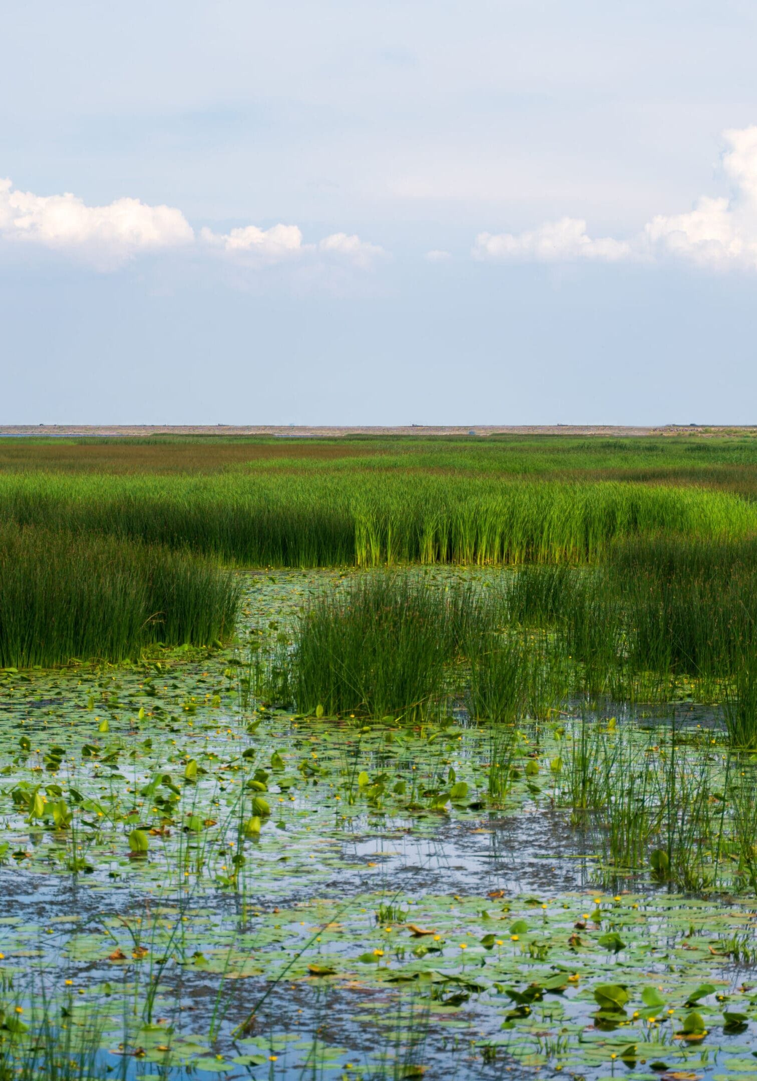 A serene wetland with green reeds and lily pads under a blue sky.