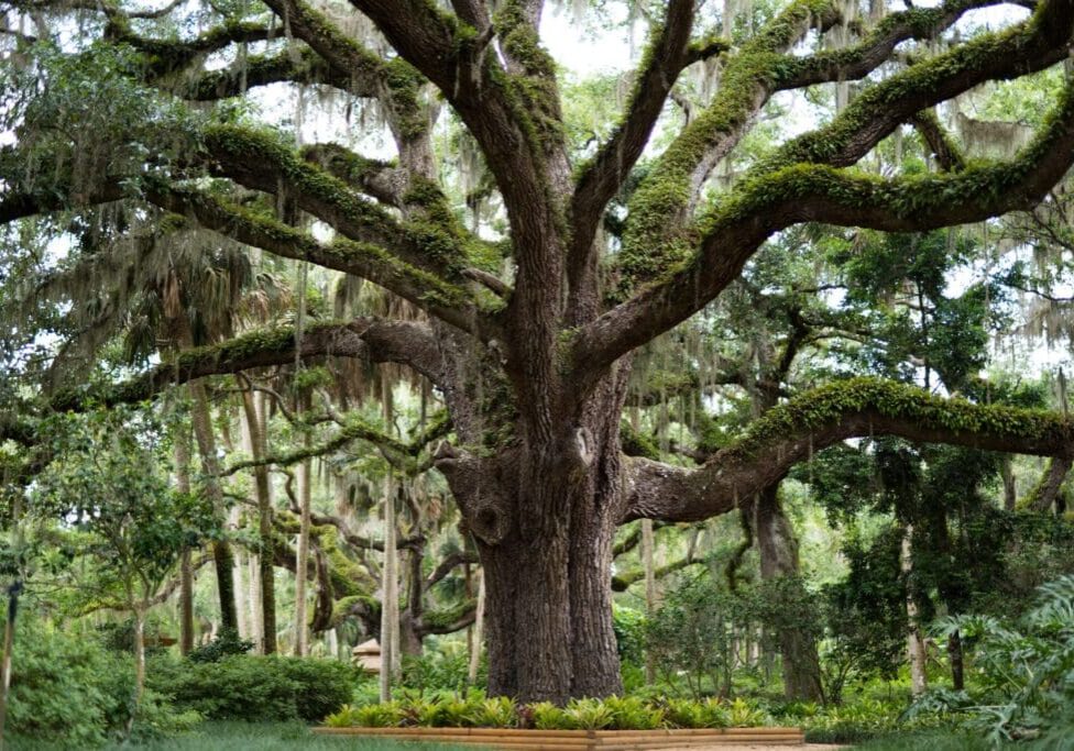 A large, sprawling tree with thick branches covered in moss in a lush garden.