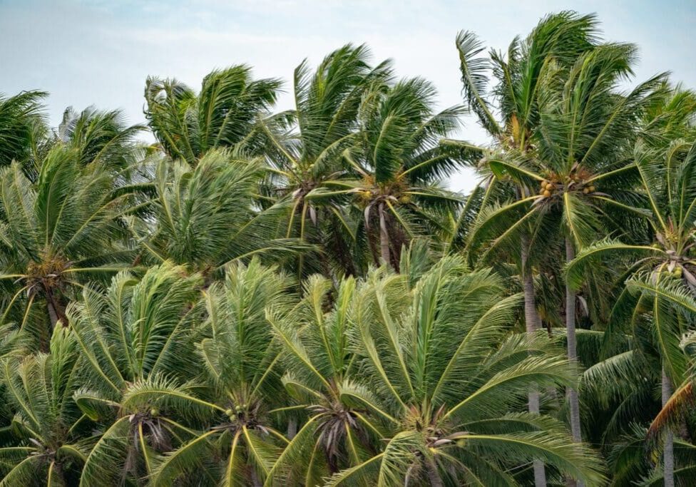 Lush palm trees swaying in the wind under a clear sky.