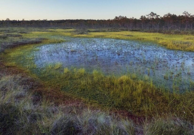 A small wetland pool surrounded by grassy vegetation at sunset.