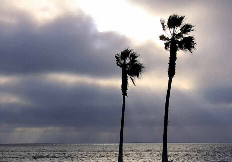 palm trees and colorful sky with beautiful sunset