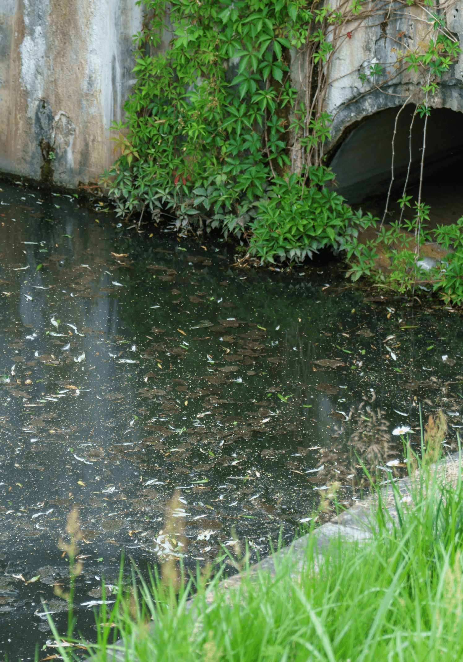 A murky pond with floating debris and green vegetation near a bridge.