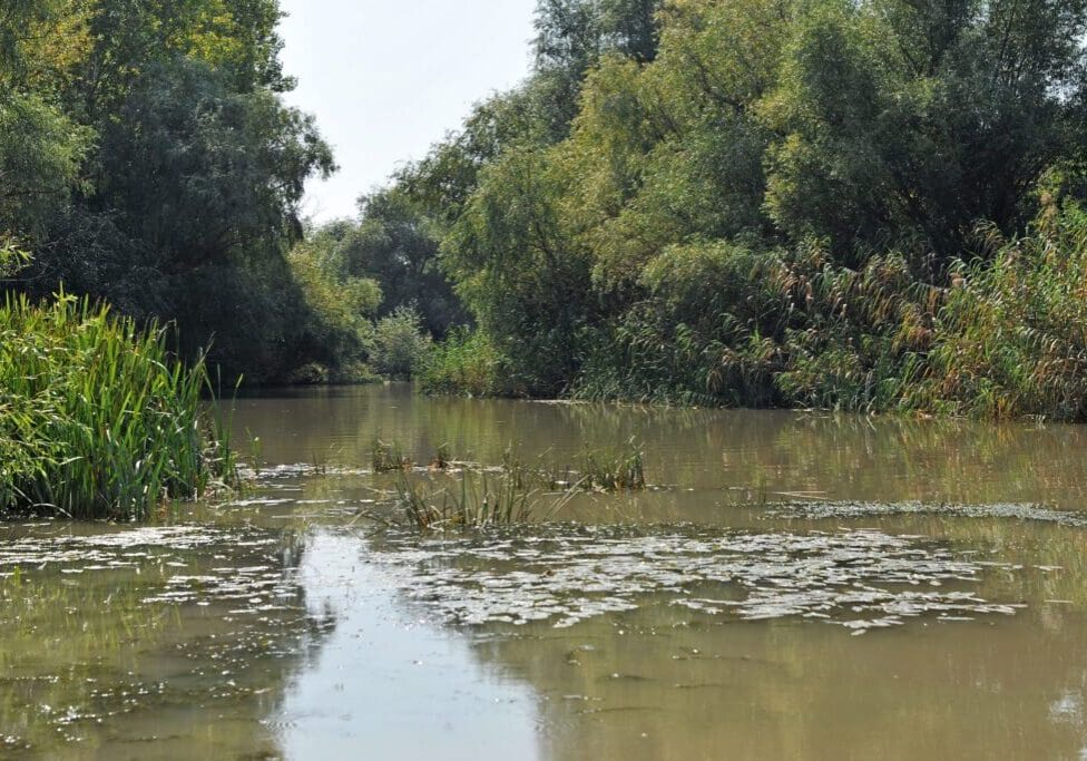 A calm river flowing through dense green foliage under a clear sky.