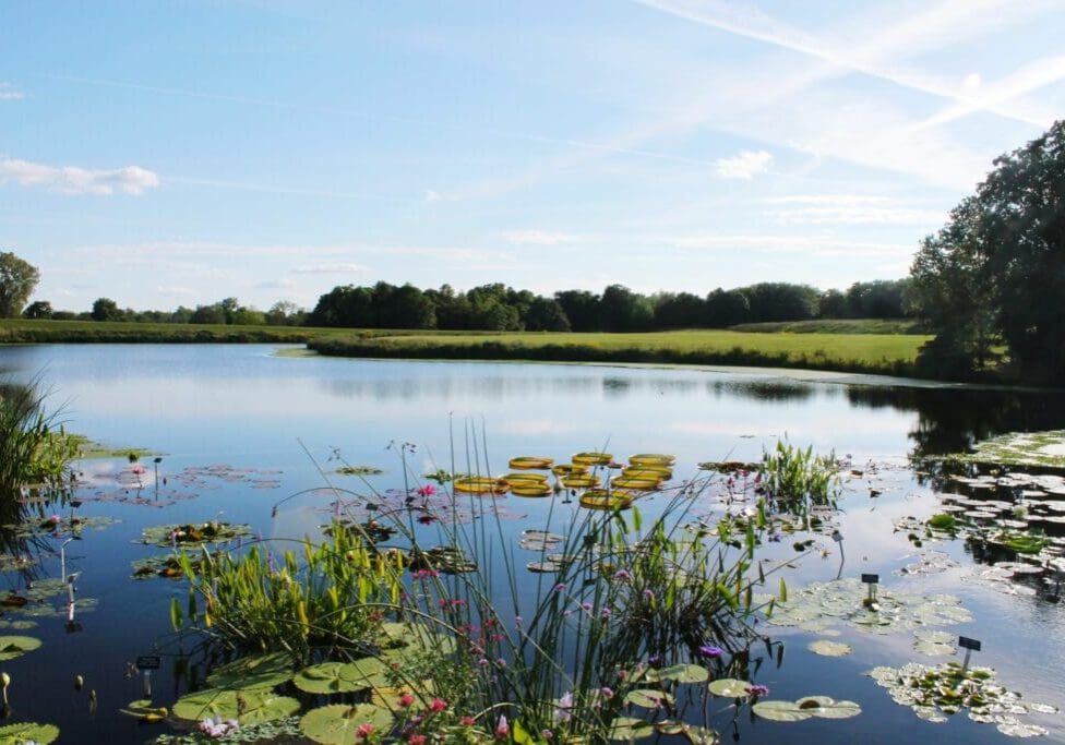 A serene lake with water plants and a clear sky.