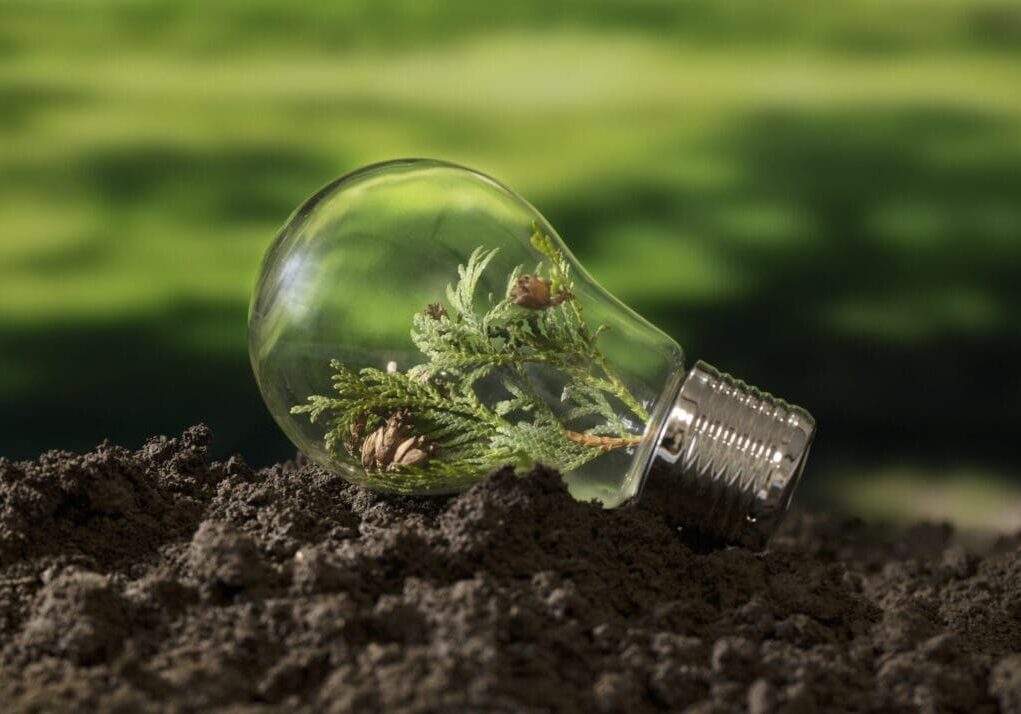 A plant growing inside a clear light bulb on soil.