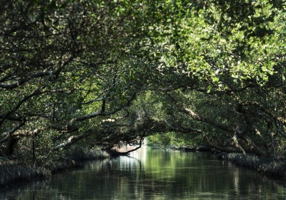 Dense mangrove forest with sunlight filtering through the canopy over calm water.