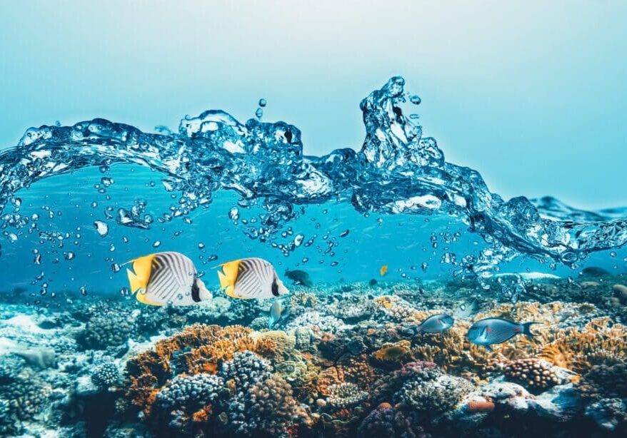 Two colorful fish swim near coral under splashing water.