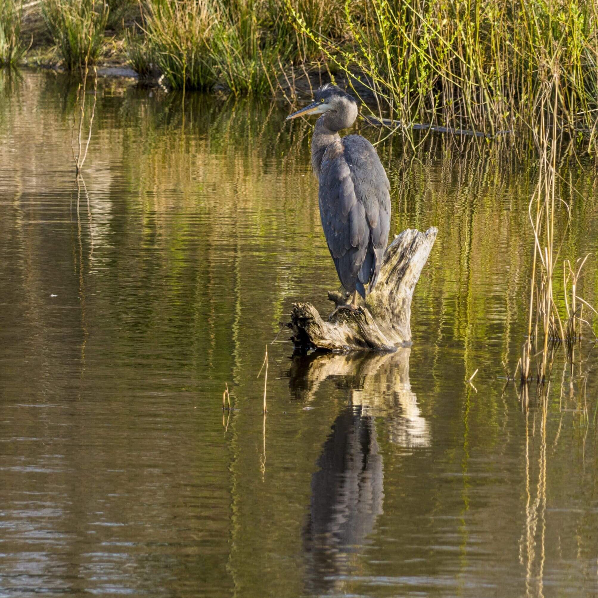 A heron perched on a wooden stump in calm water.