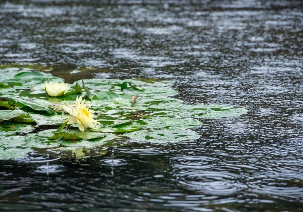Yellow water lilies blooming on a calm pond surface with raindrops.