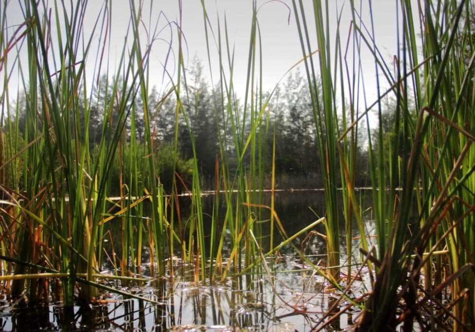 Reeds growing densely by a calm pond in a natural setting.